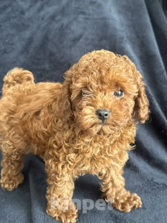 Собаки в Москве: Той -пудель мальчики , девочки Мальчик, Бесплатно - фото 5