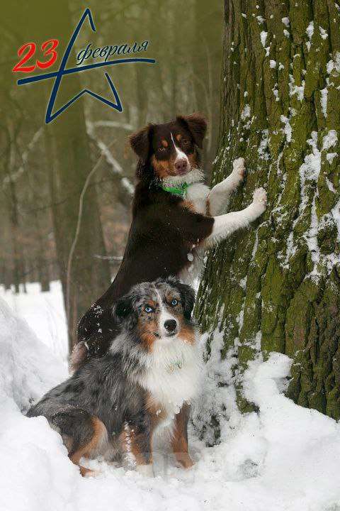 Собаки в Рязани: Щенки Миниатюрной американской овчарки. Мальчик, Бесплатно - фото 9