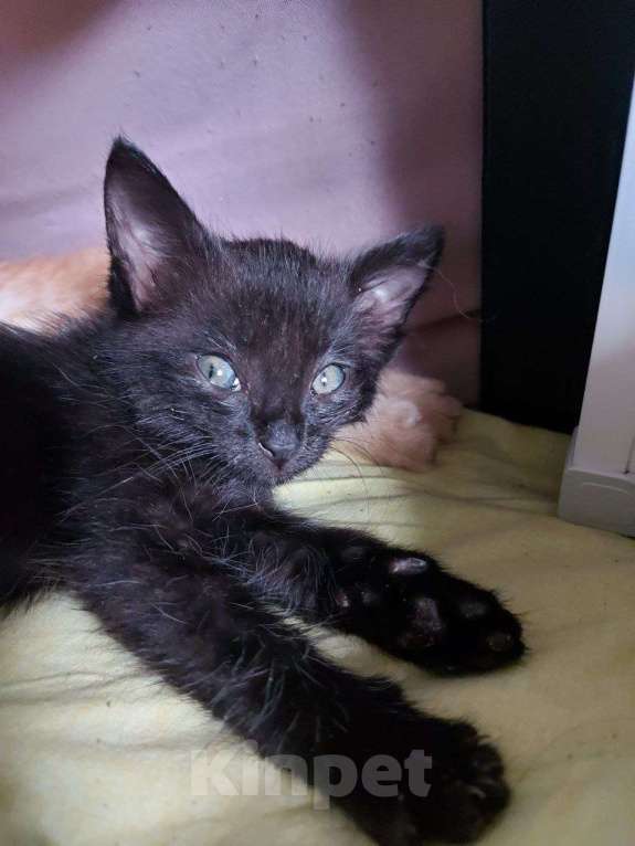 Кошки в Москве: Нежная кошечка Ночка 1,5 месяца ищет дом Девочка, Бесплатно - фото 10