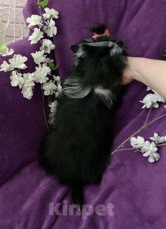 Собаки в Москве: Чёрный йорк девочка стандарт кукольная Девочка, 70 000 руб. - фото 3