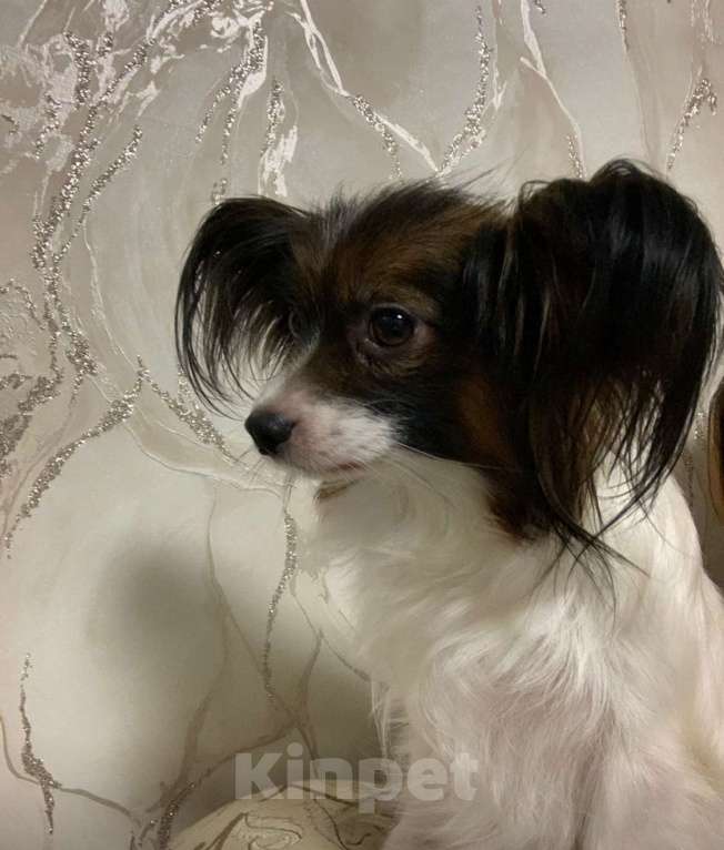 Собаки в Краснодаре: Пара папийонов Девочка, Бесплатно - фото 4