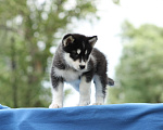 Собаки в Твери: Мальчик Аляскинский маламут  Мальчик, Бесплатно - фото 2
