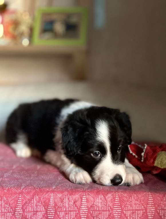 Собаки в других городах Алтайского края: Щенки Бордер Колли РКФ Мальчик, Бесплатно - фото 2