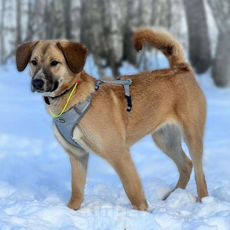 Собаки в Москве: Стеша Девочка, Бесплатно - фото 5