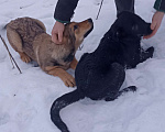 Собаки в других городах Московской области: Щенки в дар Девочка, Бесплатно - фото 3