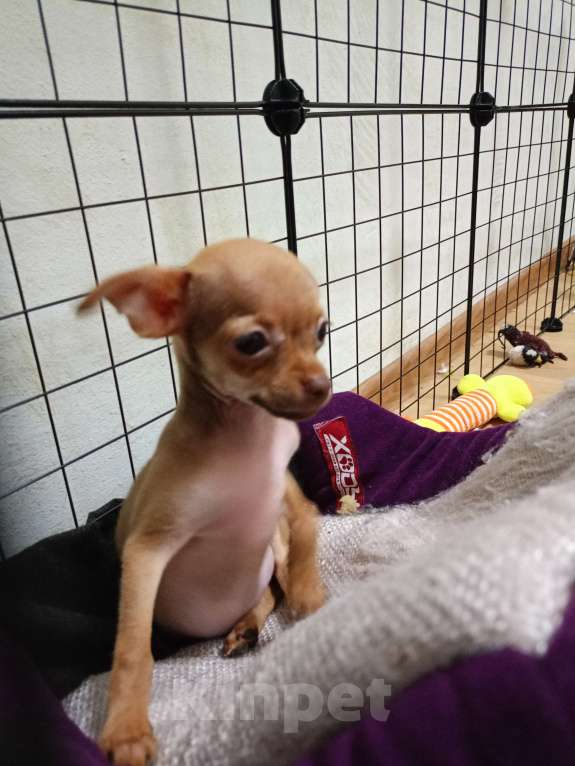 Собаки в Железноводске: Той терьер Девочка, 15 000 руб. - фото 1