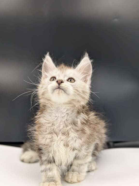 Кошки в Москве: Мейнкун  Мальчик, 70 000 руб. - фото 2