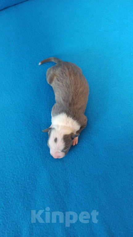 Собаки в Санкт-Петербурге: Кобель3 Мальчик, Бесплатно - фото 4