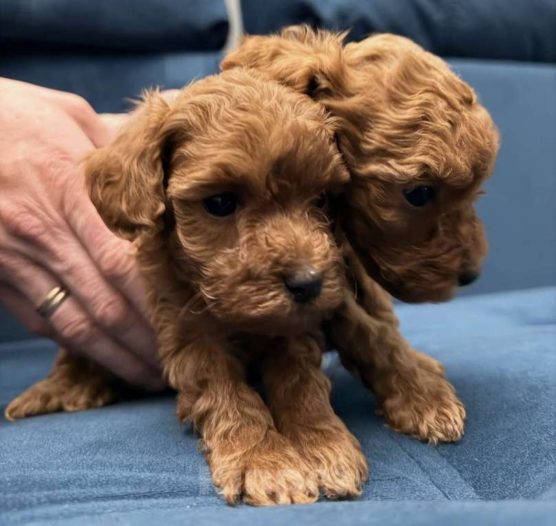 Собаки в Егорьевске: Щенки пуделя ред браун миниатюра Девочка, 60 000 руб. - фото 6
