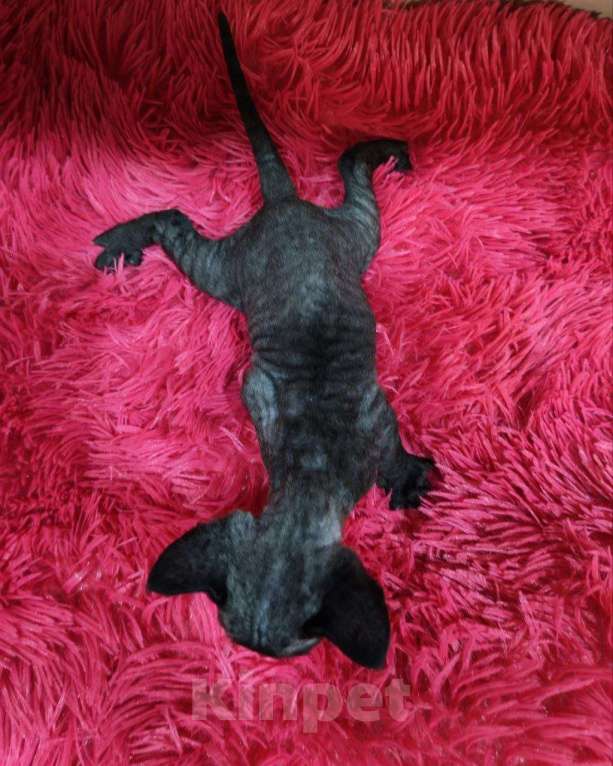 Кошки в Горячем Ключе: Котенок Девон Рекс черная девочка Девочка, 70 000 руб. - фото 2