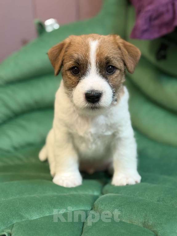 Собаки в Уфе: Сладкий Финик, щенок джек рассел терьера Мальчик, 85 000 руб. - фото 1