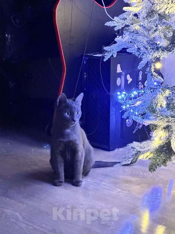 Кошки в Москве: Котенок в добрые руки  Мальчик, Бесплатно - фото 4