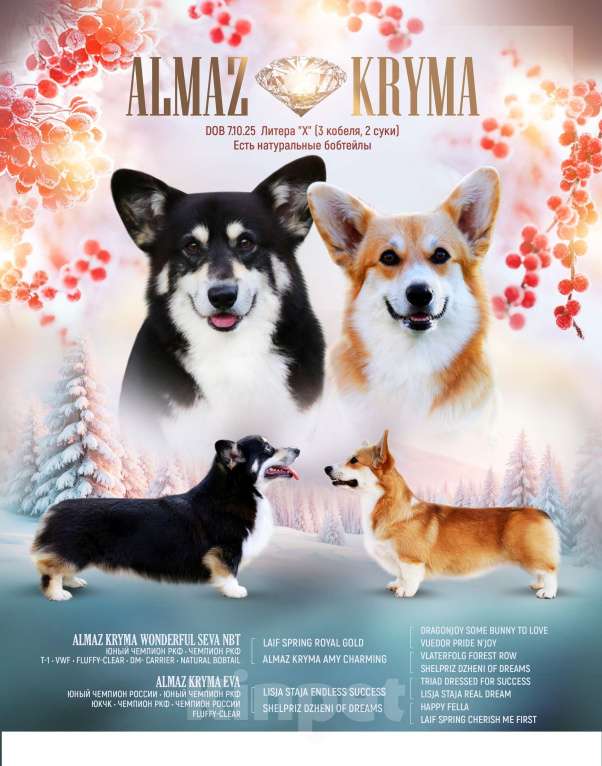 Собаки в Севастополе: Черноголовые щенки корги пемброк Мальчик, 100 000 руб. - фото 1