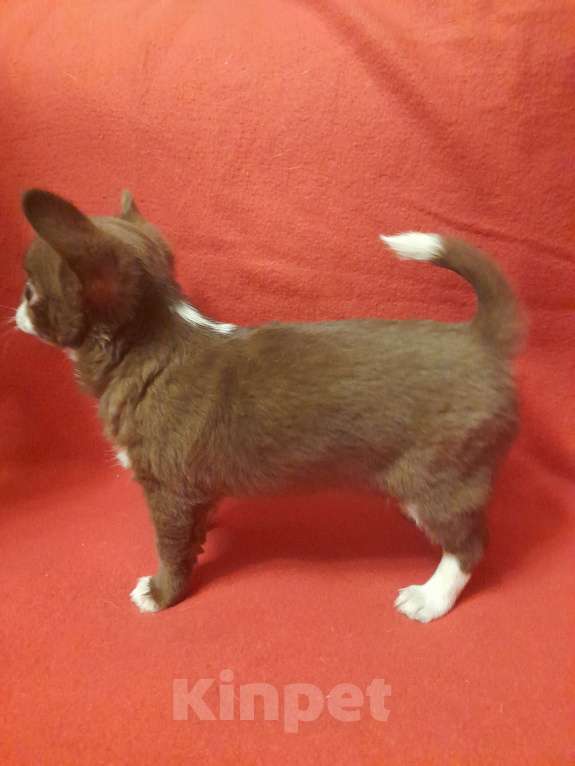 Собаки в Москве: Шоколадный красавчик Мальчик, 40 000 руб. - фото 3