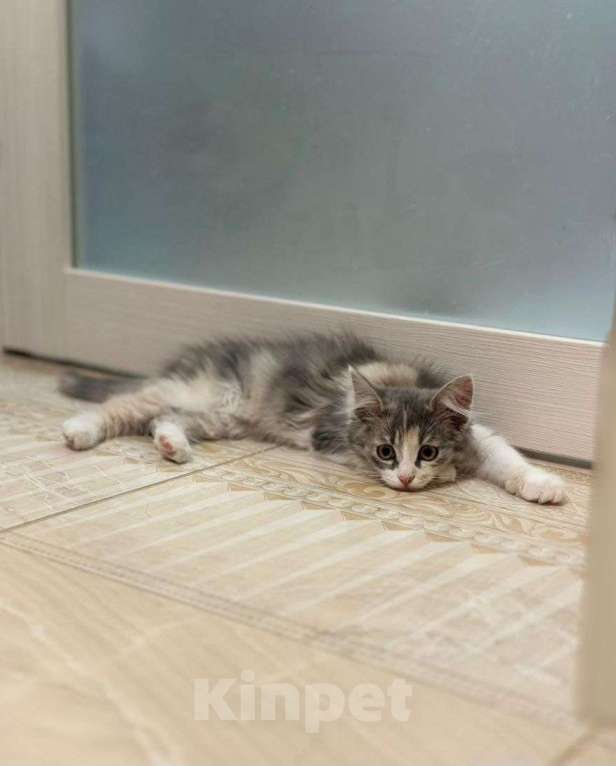 Кошки в Москве: Пушистый котенок девочка в добрые руки! Девочка, Бесплатно - фото 2