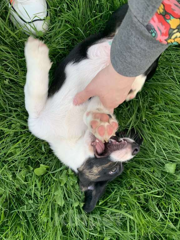 Собаки в Новосибирске: Вельш-корги Мальчик, 30 000 руб. - фото 4