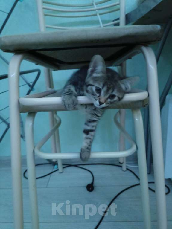 Кошки в Реутове: Отдам в добрые руки  Девочка, 1 000 руб. - фото 2