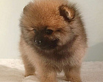 Собаки в Москве: Померанский шпиц,девочка Девочка, 25 000 руб. - фото 4