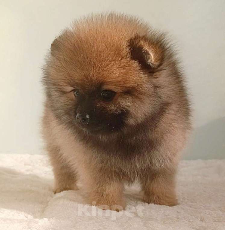 Собаки в Москве: Померанский шпиц,девочка Девочка, 25 000 руб. - фото 4