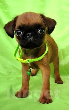 Собаки в Москве: мальчик брабантик 2 мес. Мальчик, 45 000 руб. - фото 1