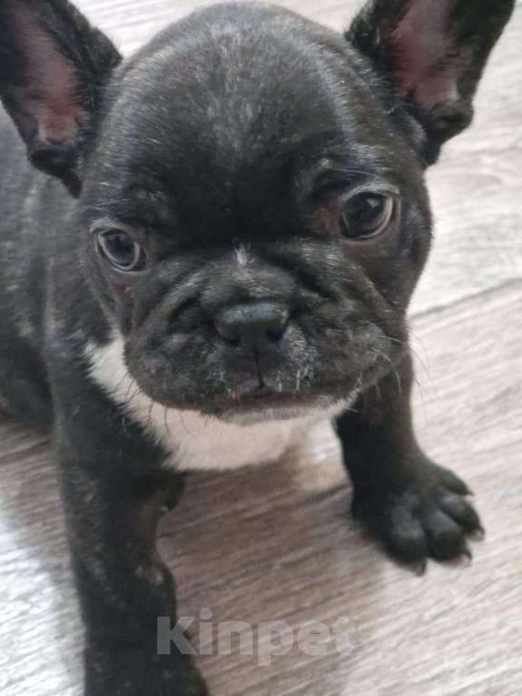 Собаки в Минеральном Воде: Щенок французского бульдога Мальчик, 20 000 руб. - фото 3