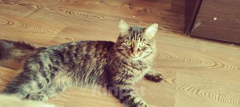 Кошки в Нижнем Новгороде: Сибирский кот Мальчик, Бесплатно - фото 1