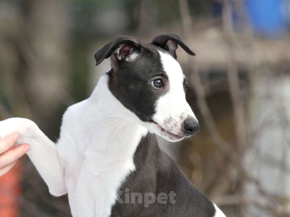 Собаки в Москве: Щенки уиппета Разнополые, Бесплатно - фото 5