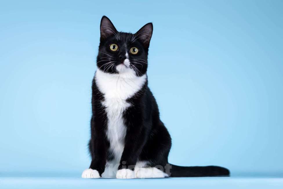 Кошки в Москве: Малыш Чертенок ищет дом. Мальчик, Бесплатно - фото 2