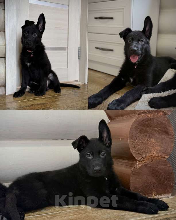 Собаки в Великом Новгороде: щенки немецкой овчарки Девочка, 45 000 руб. - фото 6