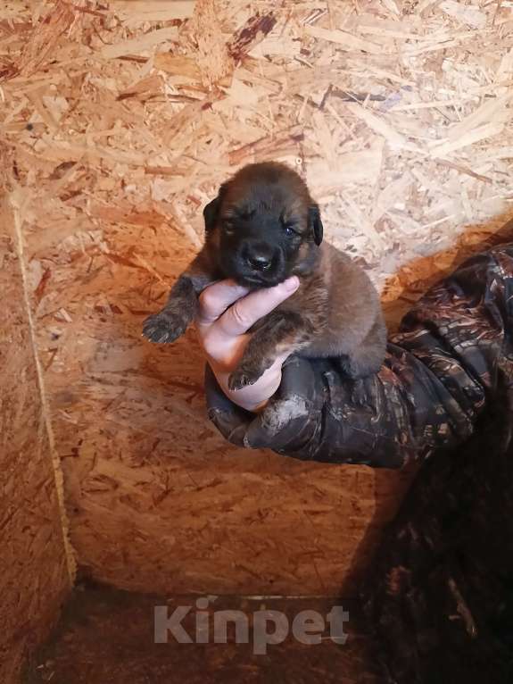 Собаки в Магнитогорске: Щенки тибетского мастифа Девочка, 55 000 руб. - фото 2