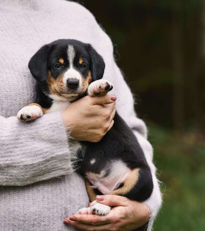 Собаки в Москве: Щенки энтлебухер зенненхунд  Мальчик, Бесплатно - фото 1