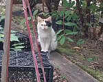 Кошки в Моршанске: В добрые руки Девочка, Бесплатно - фото 2