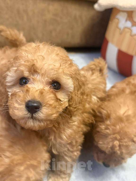 Собаки в Мытищах: Барни Мальчик, 80 000 руб. - фото 1