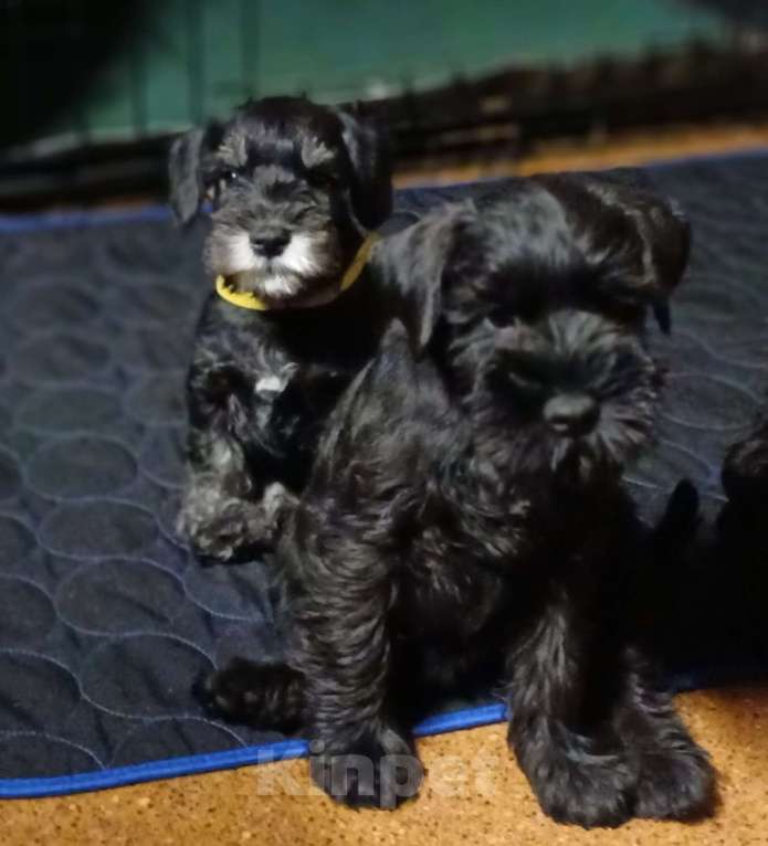 Собаки в Санкт-Петербурге: Четыре кобеля 2 окрасов Мальчик, 50 000 руб. - фото 5