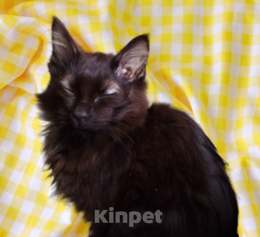 Кошки в Москве: 🧡  ( Персик )  –  Благодарный  и  спокойный  домашний  котёнок  –  в  заботливую  семью Мальчик, Бесплатно - фото 2