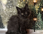 Кошки в Санкт-Петербурге: Кошечка мейн кун чёрная дымная Девочка, 35 000 руб. - фото 2