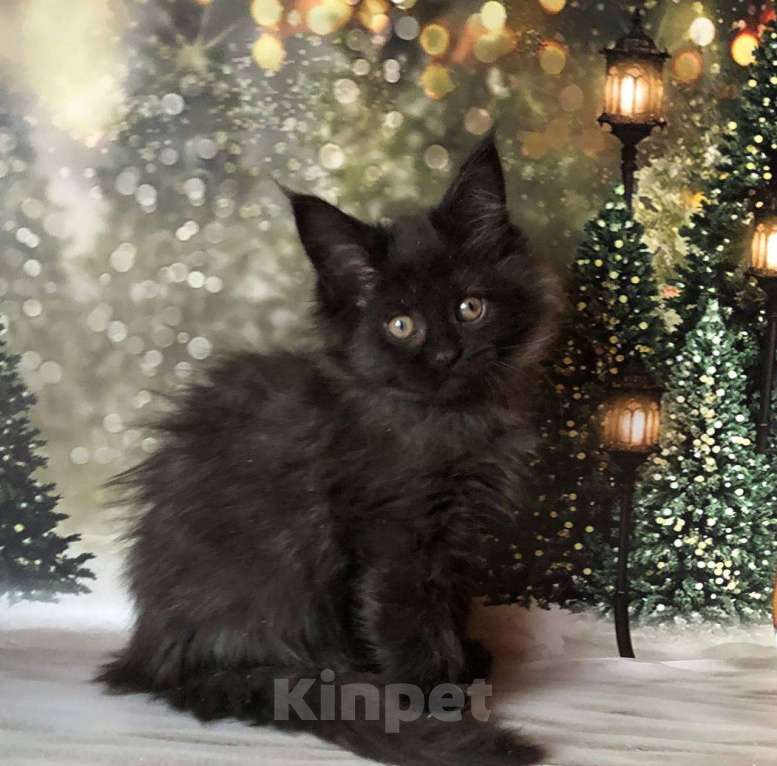 Кошки в Санкт-Петербурге: Кошечка мейн кун чёрная дымная Девочка, 35 000 руб. - фото 2