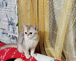Кошки в Малмыже: британские, 25 000 руб. - фото 1