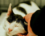 Кошки в Москве: Ласковый Кокосик. Котенок в добрые руки. Мальчик, Бесплатно - фото 2