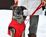 Собаки в Москве: Небольшая собачка умница Тоскана в дар Девочка, Бесплатно - фото 1