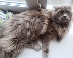 Кошки в Ижевске: Британский длинношерстный кот Мальчик, Бесплатно - фото 3