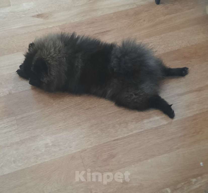 Собаки в Ростове-на-Дону: 1я вязка Мальчик, Бесплатно - фото 2