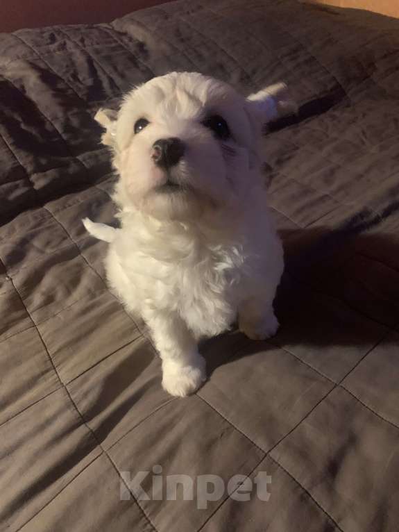 Собаки в Санкт-Петербурге: Щенки китайской хохлатой собаки Разнополые, Бесплатно - фото 6