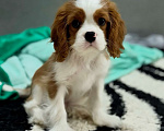 Собаки в Москве: Кавалер кинг-чарльз-спаниель, щенок Мальчик, 100 000 руб. - фото 5