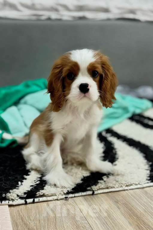 Собаки в Москве: Кавалер кинг-чарльз-спаниель, щенок Мальчик, 100 000 руб. - фото 5