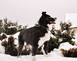 Собаки в Звенигороде: Вечный двигатель Влада собака в дар Девочка, Бесплатно - фото 2