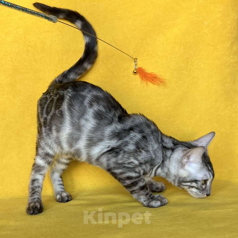 Кошки в Москве: Бенгальский котёнок серебро уголь Мальчик, Бесплатно - фото 9