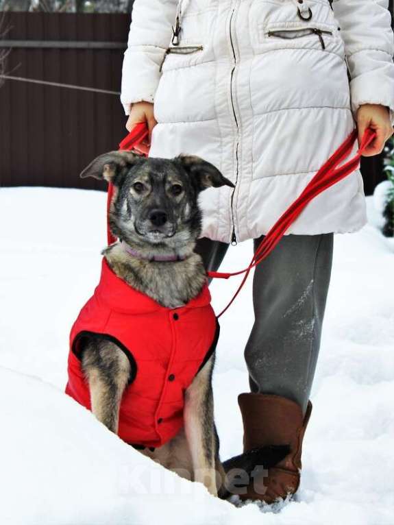 Собаки в Москве: Небольшая собачка умница Тоскана в дар Девочка, Бесплатно - фото 1