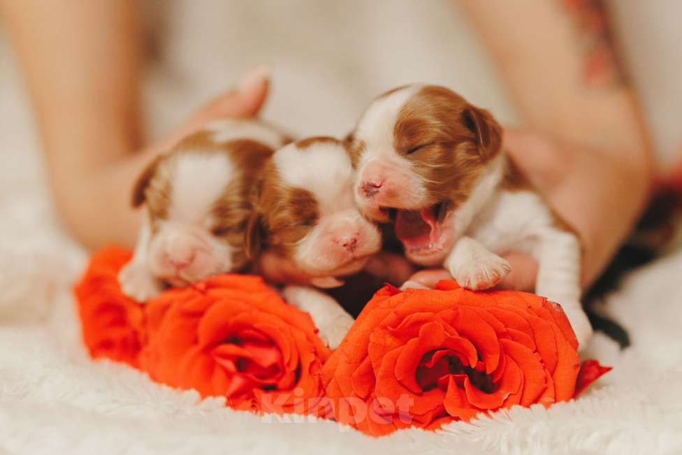 Собаки в Санкт-Петербурге: Кавалер Кинг Чарльз Спаниель Девочка, Бесплатно - фото 4