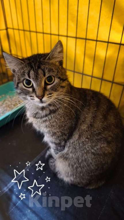 Кошки в Санкт-Петербурге: Кошка в добрые руки Девочка, Бесплатно - фото 5